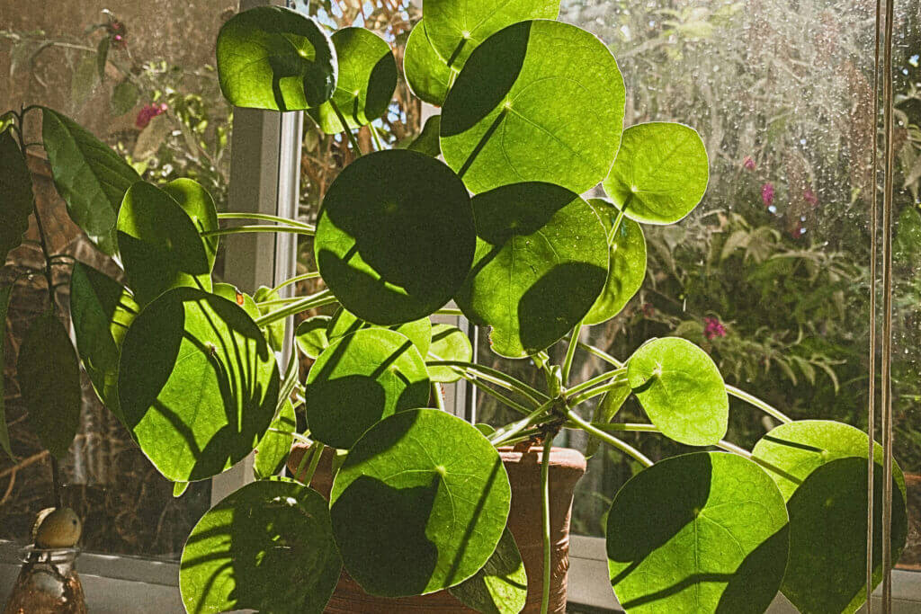 A pilia plant sat on a brightly lit windowsill, introducing a collection of cat safe houseplants that thrive in bright spaces. 