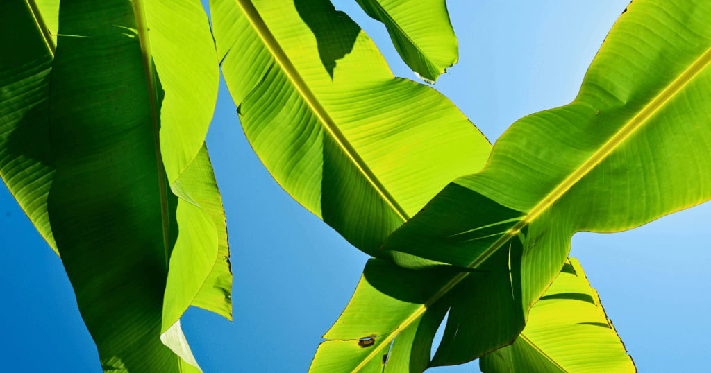 A close up of lush green banana plant leaves against a bright blue sky, introducing a section on tropical dog safe houseplants