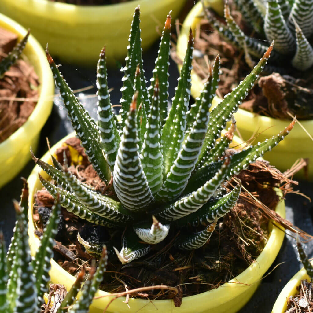 Close up of a white striped Zebra plant in a yellow pot. A great succulent for bright rooms. 