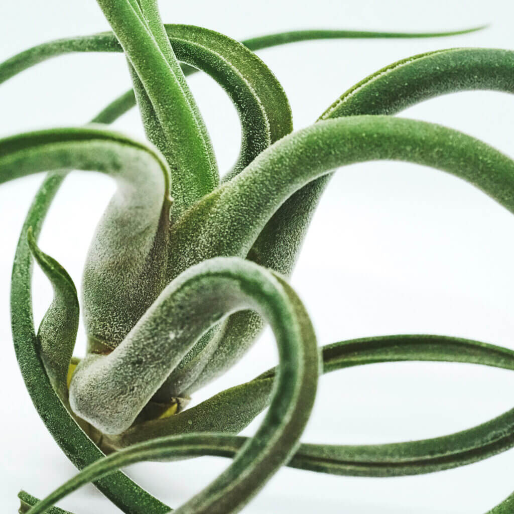 Close up on an air plant with curling, twisted stems. These unusual plants don't grow in soil so high humidity is essential. 