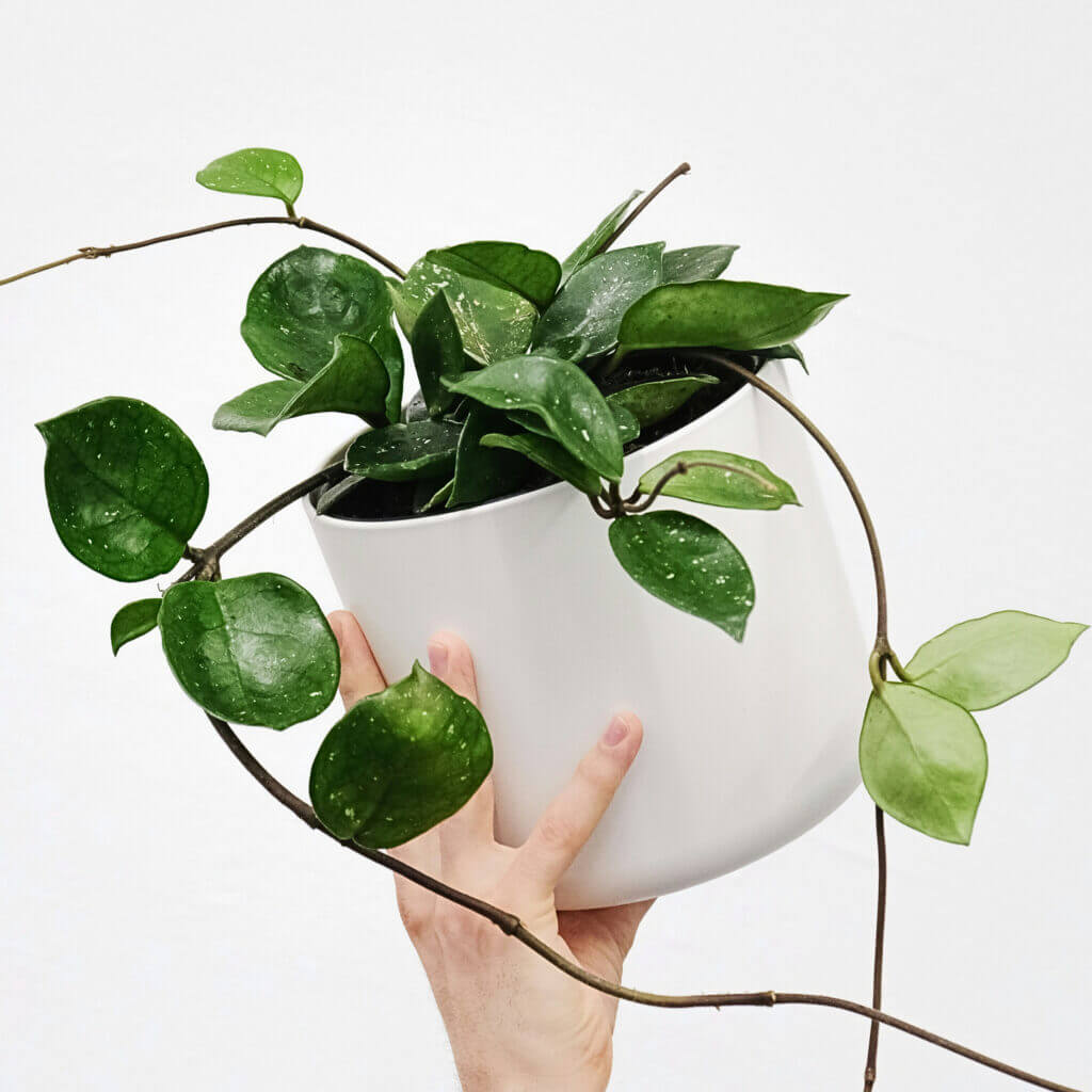 A trailing, bright green Hoya in a white pot being held up by a hand