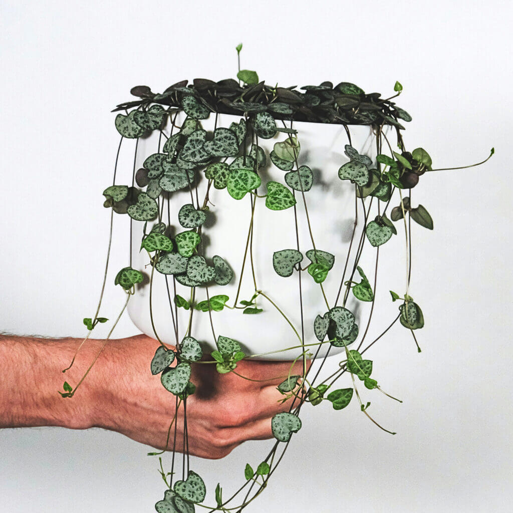 A string of hearts plant in a white pot, held up in someone's hand. This trailing houseplant is perfect for hanging up high. 