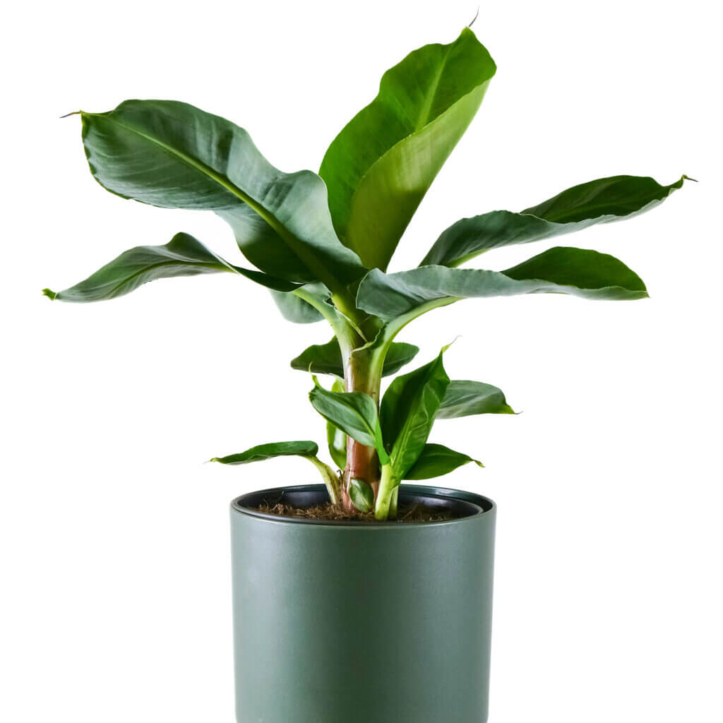 Close up of a potted dwarf banana plant on a white background. This tropical plant is a great choice for bright areas. 
