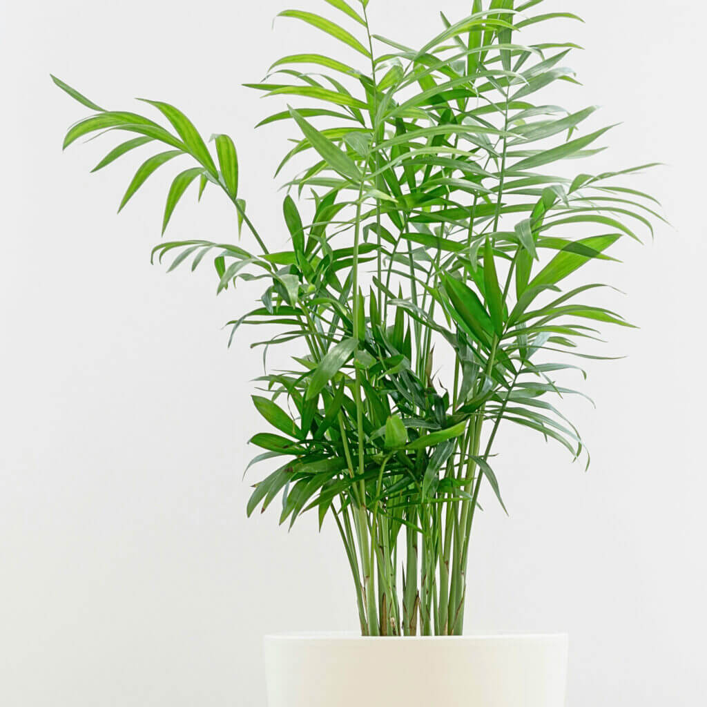 Close up image of a parlour palm. This compact and delicate palm is an excellent choice which adapts well to low lit areas. 