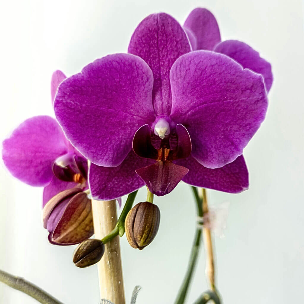 Close up on the elegant, magenta flowers of a moth orchid. This popular houseplant loves brightly lit rooms. 