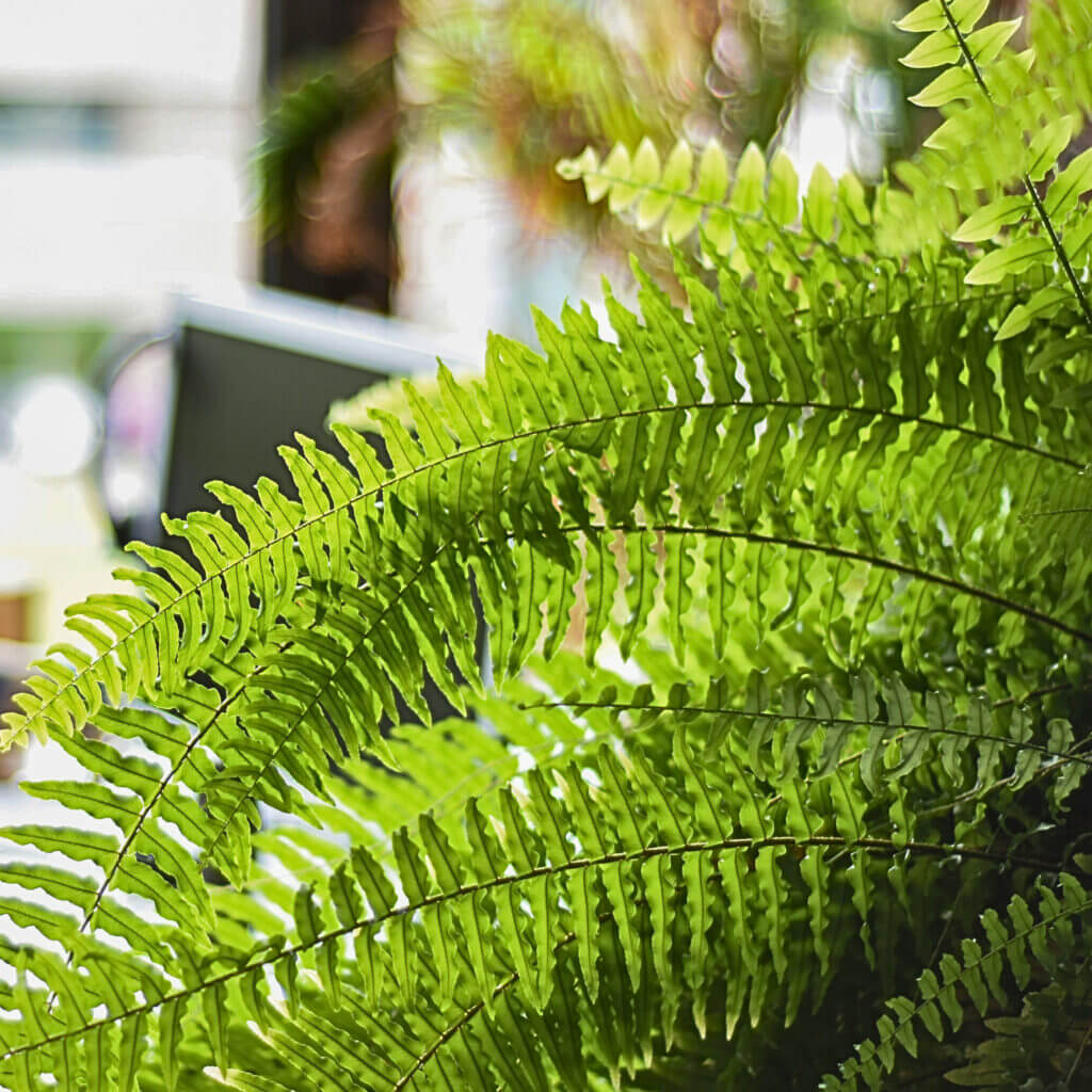 Close up on the fronds of a Boston fern in a home office. This soft, feathery houseplant is an excellent cat safe choice for humid rooms. 