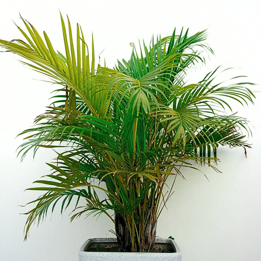 Close up image of a Kentia Palm in a pot. This unusual palm is an elegant choice for shady corners. 