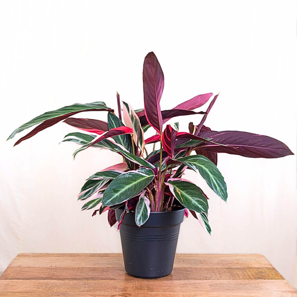 Close up of a Stromanthe plant with bold, colourful foliage. The unusual, variagated leaves make this a striking choice for shady spaces. 