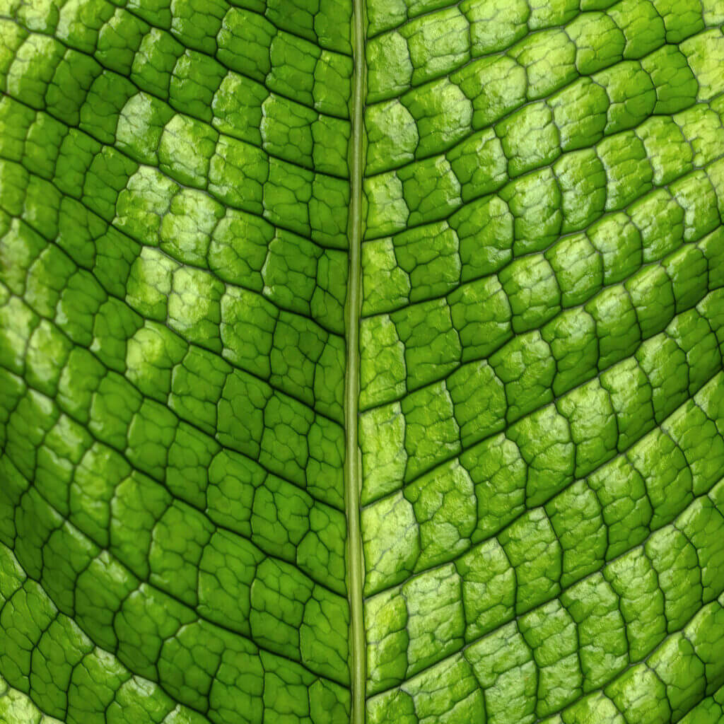 Close up on a leaf from a Crocodile Fern, showcasing its unusual texture and patterns. This cat safe fern is an unusual addition that thrives in humid areas. 