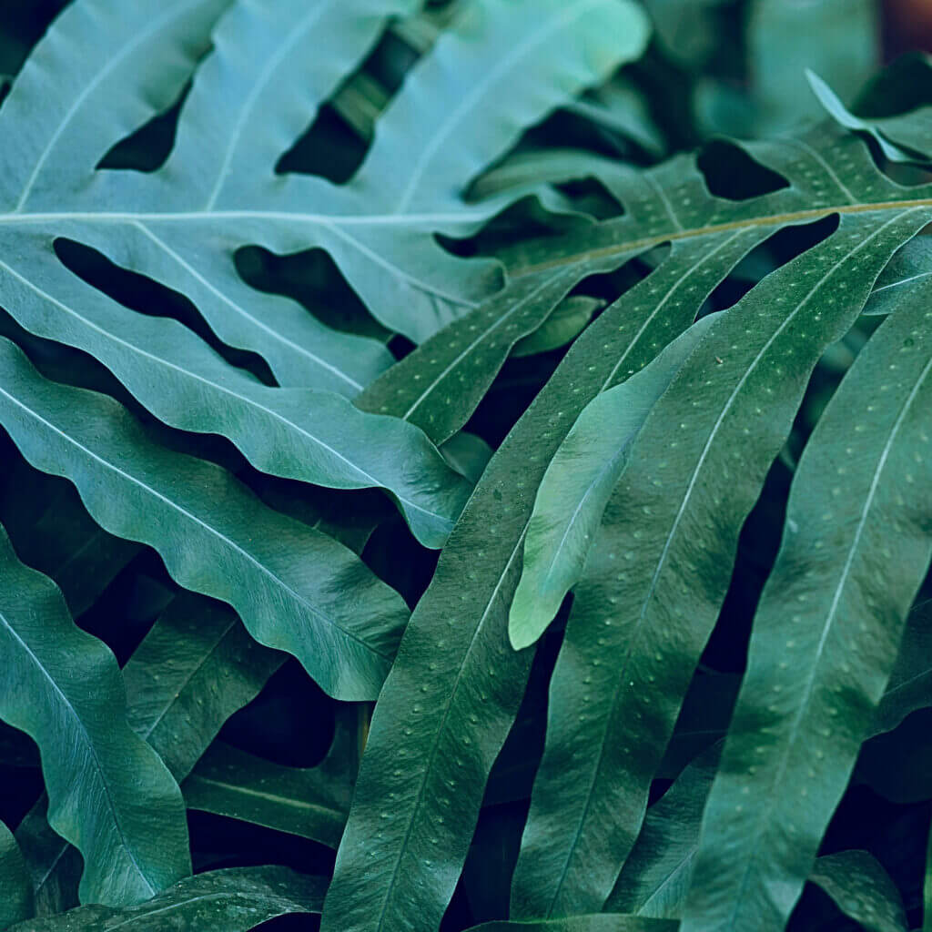Close up on the blue-green fronds of the Blue Star Fern. This cat safe fern is an ideal houseplant for humid rooms. 