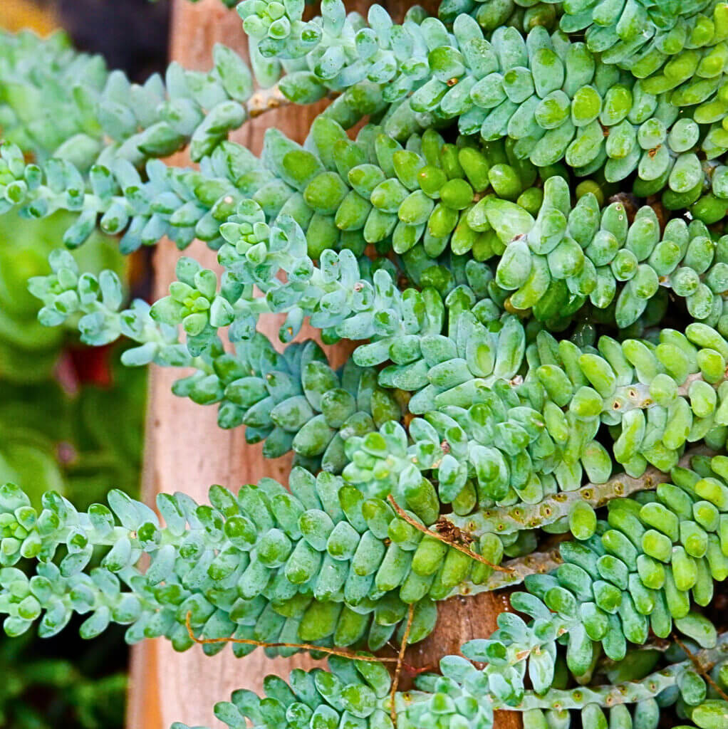 Close up on the blue-green stems of a sedum. This succulent houseplant thrives in warm, bright rooms. 