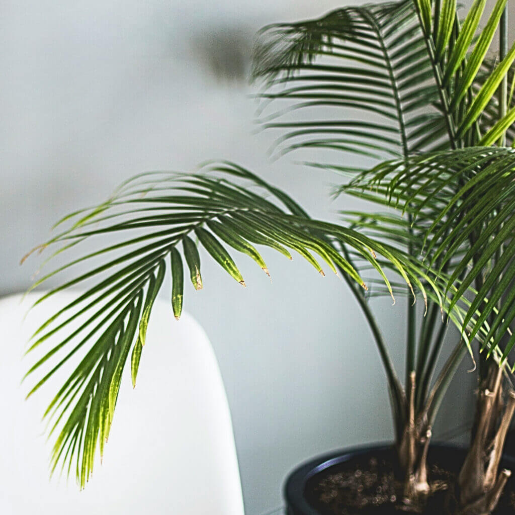 Close up of a potted Coconut Palm in a living room. These usual tropical palms need strong bright light to thrive. 
