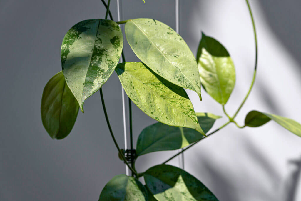 Close up on the trailing green leaves of a Hoya, introducing a collection of cat safe houseplants which are ideal for hanging or displaying on high shelves. 