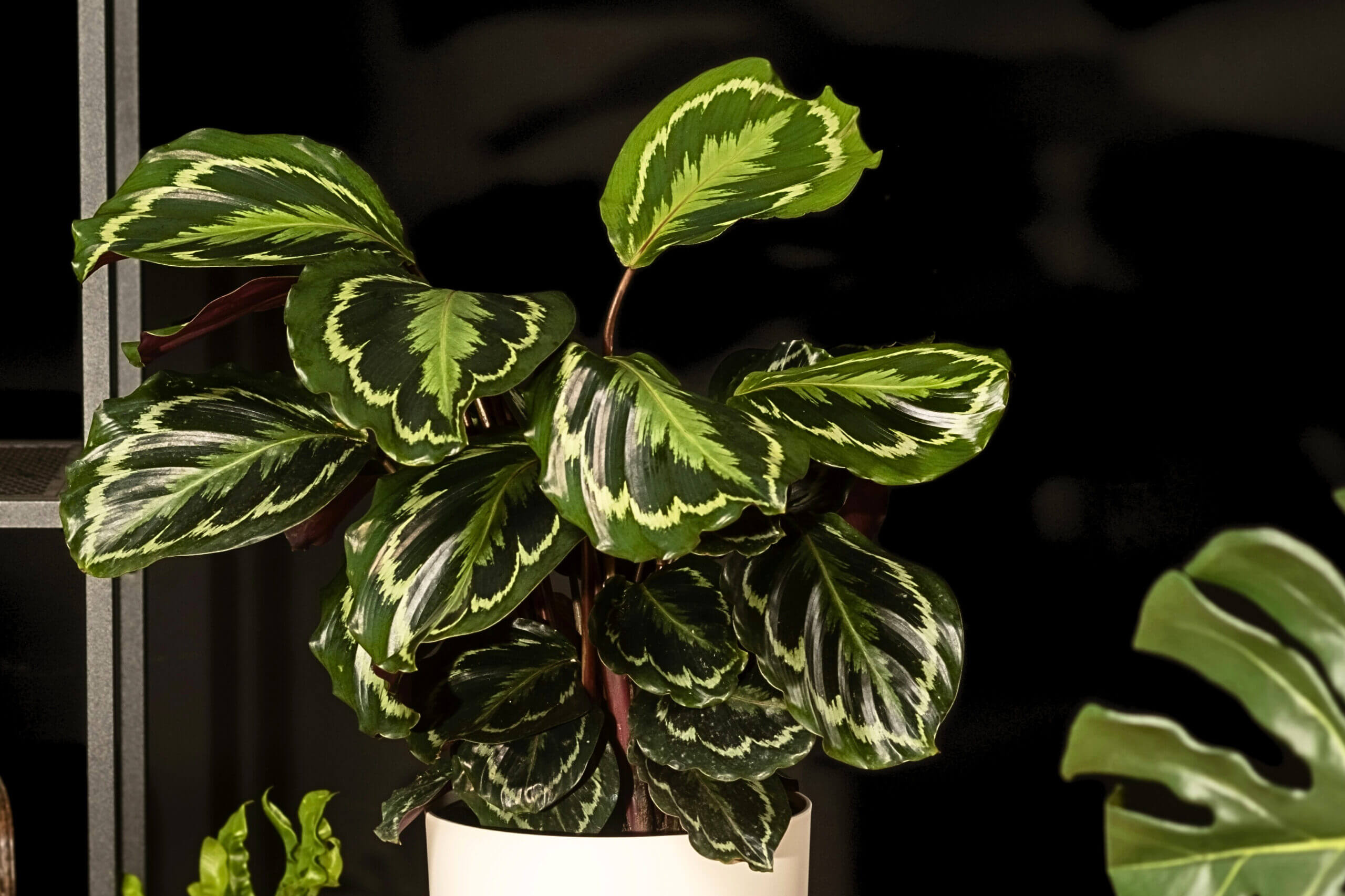Pet-Safe Houseplants for Low Light