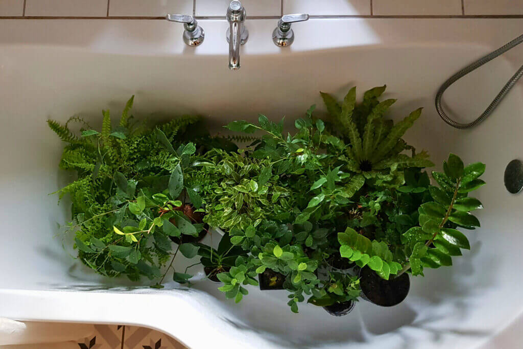 A collection of lush green plants in a bathtub, demonstrating the diversity of cat safe houseplants which thrive in humid conditions. 
