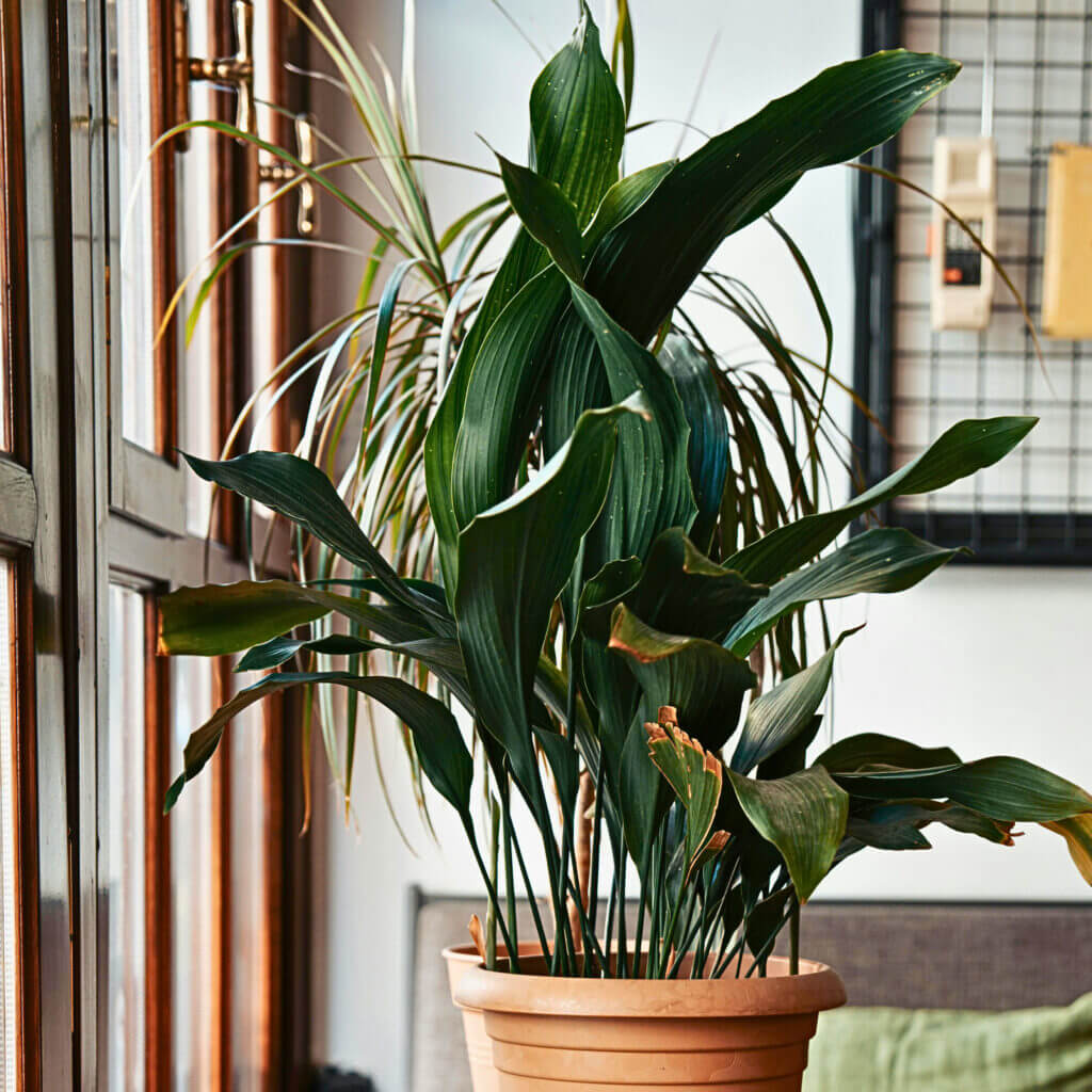 Close up of a potted cast iron plant in a living room. This houseplant is a great choice for bringing shady corners to life. 