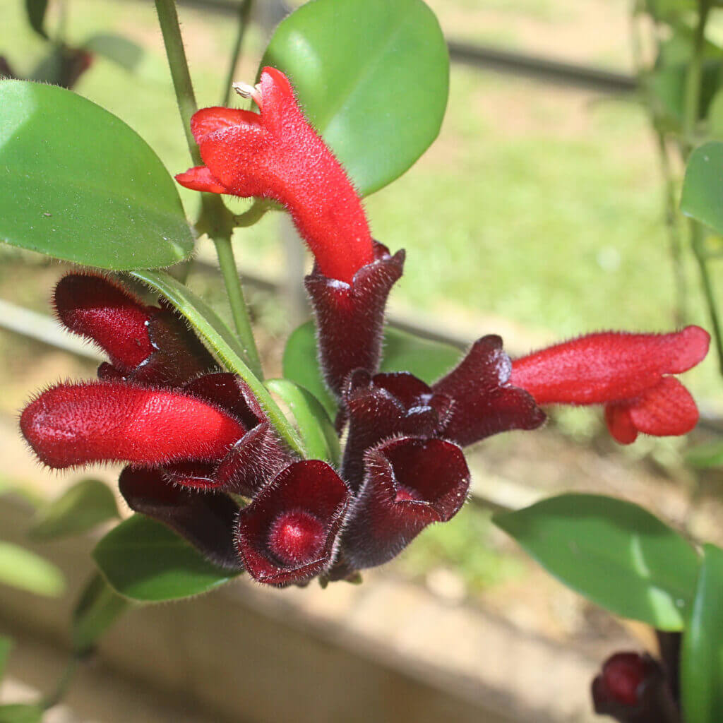 Close up on the vivid red flowers of the Lipstick Plant. This cat safe houseplant brings drama and elegance to humid rooms. 