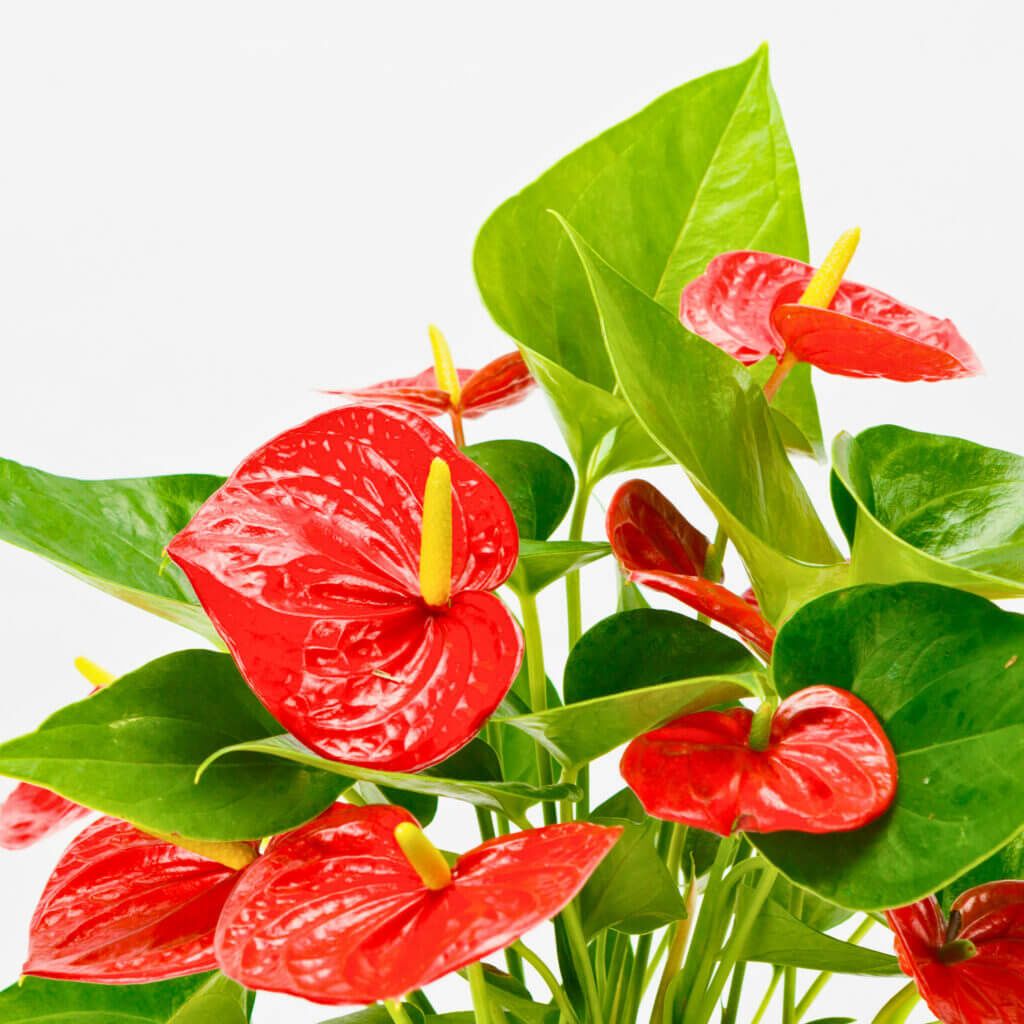 Close up of an Anthurium houseplant with red, heart shaped spathes symbolising love and romance. 
