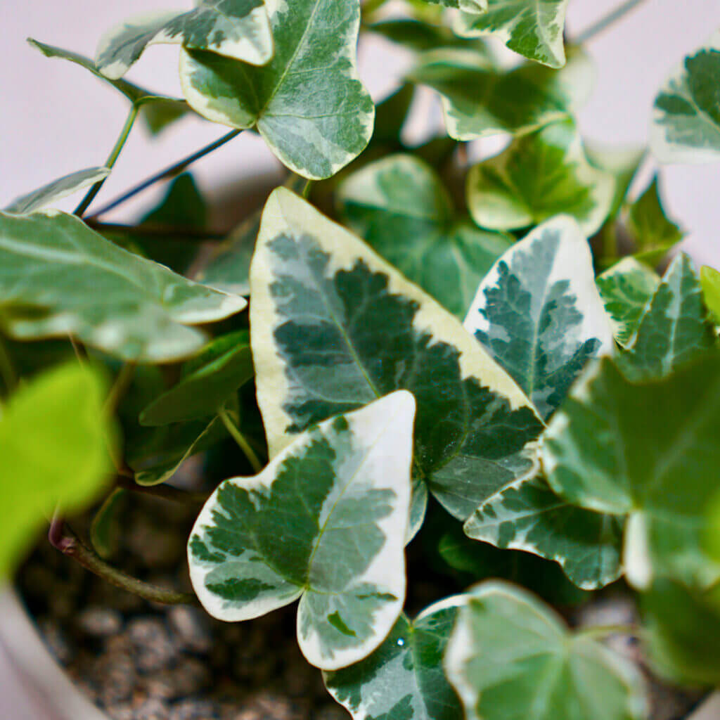 Close up of the variagted, heart shaped leaves of Sweetheart ivy, demonstrating this plants Valentine's Day potential. 
