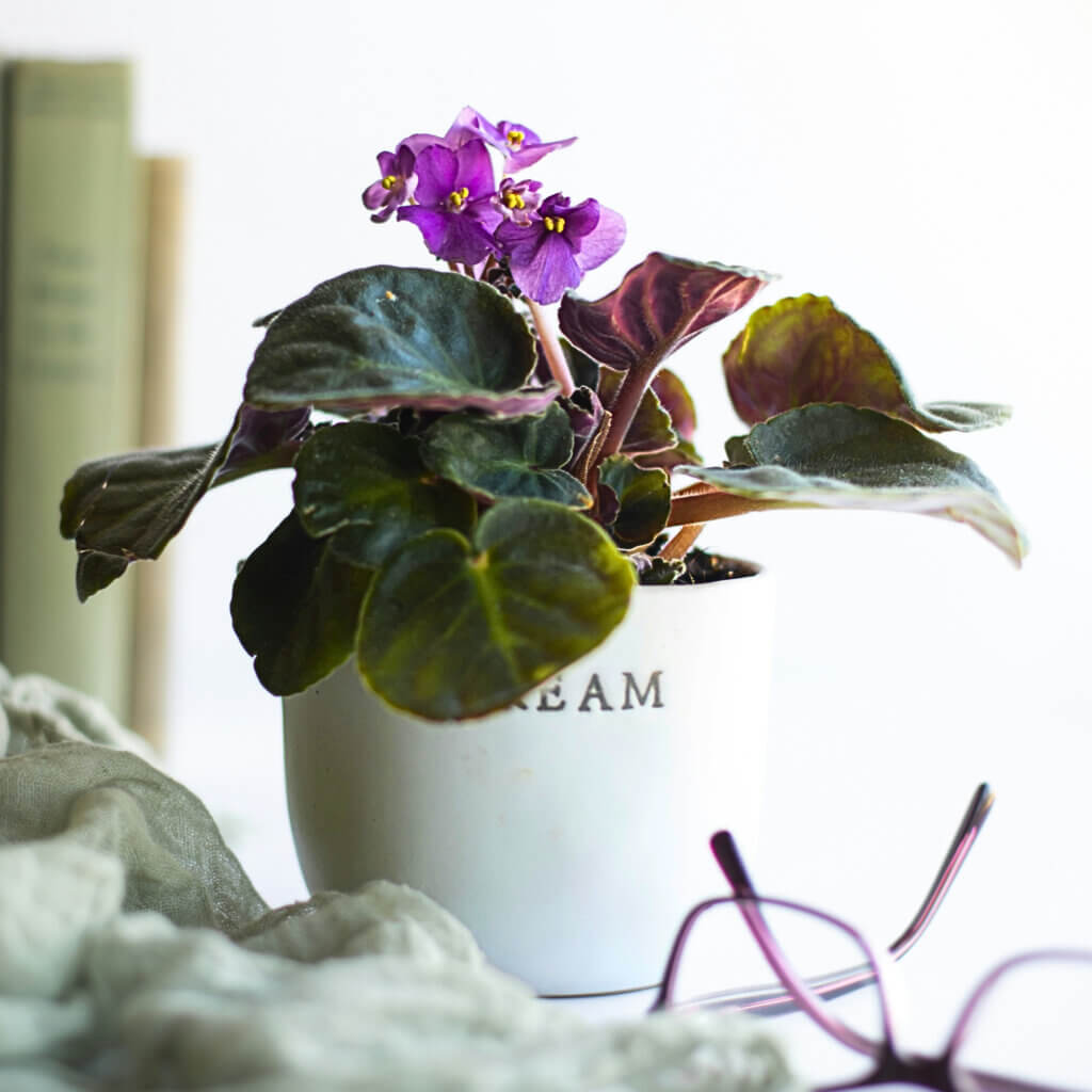 A purple flowered African Violet in a white ceramic pot.