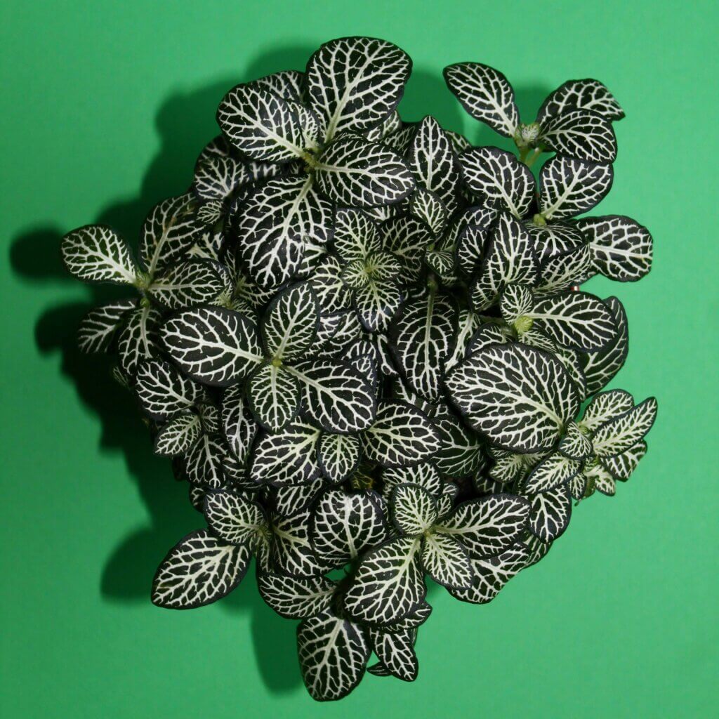 Close up on a Watermelon Plant with intricate silver patterns on its leaves. 