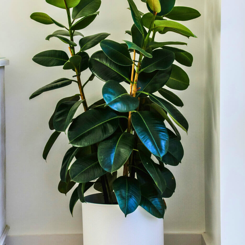 A tall American Rubber plant with glossy, dark green leaves in a white pot. Anecdotally, dogs dislike the texture of their leaves make them an extra good choice of dog safe houseplant. 