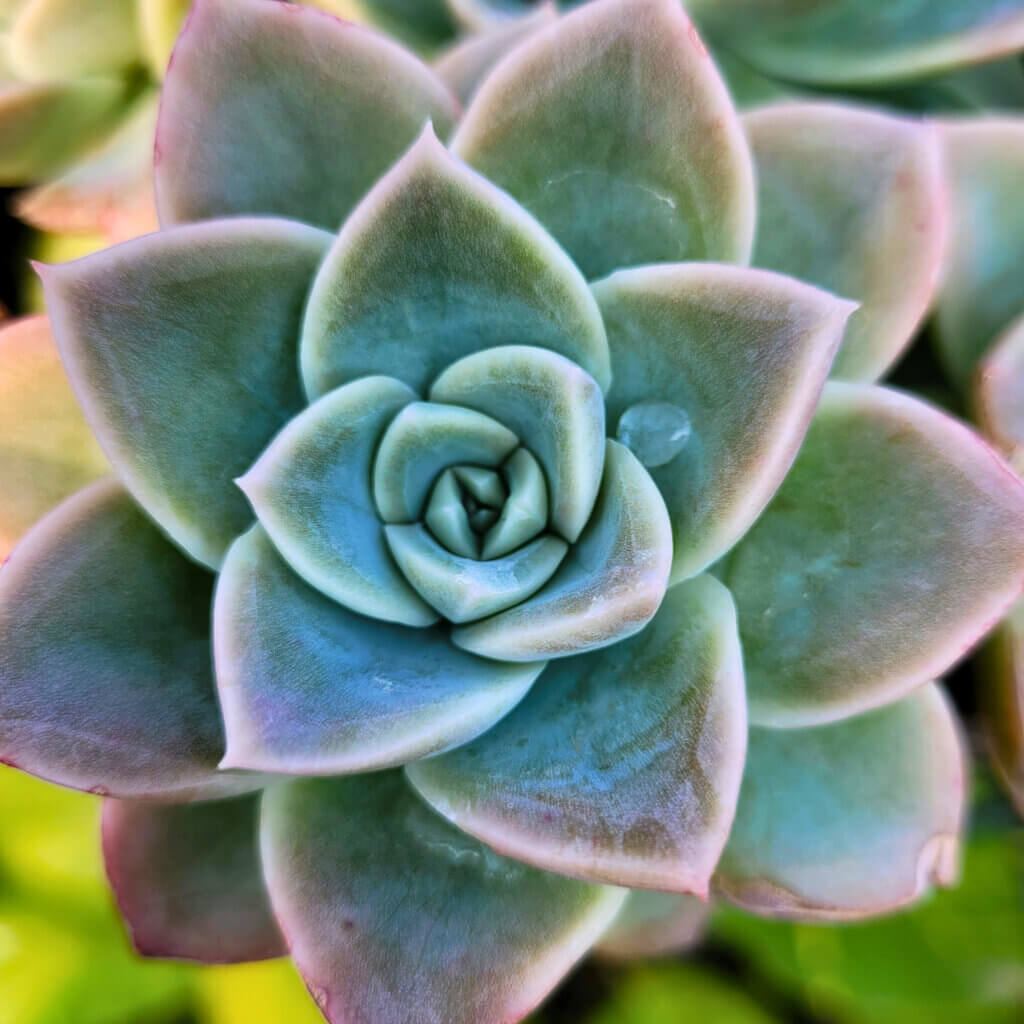 Close up on the blue-green rosette of an Echeveria. This compact little dog safe houseplant is easy to position out of reach of curious pets. 