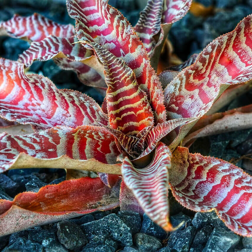 An Earth Star with highly patterned leaves that resemble pheasant feathers. 