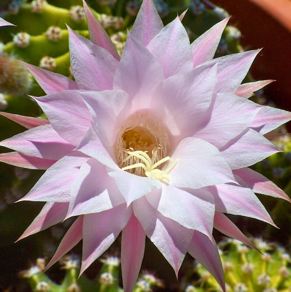 Close up on the pink-white flower which gives the Easter lily cactus it's name