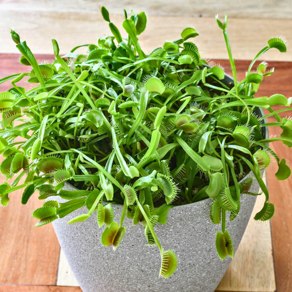 A mature Venus Fly Trap spilling out of a white pot. These make wonderful statement dog safe houseplants for experienced plant parents. 