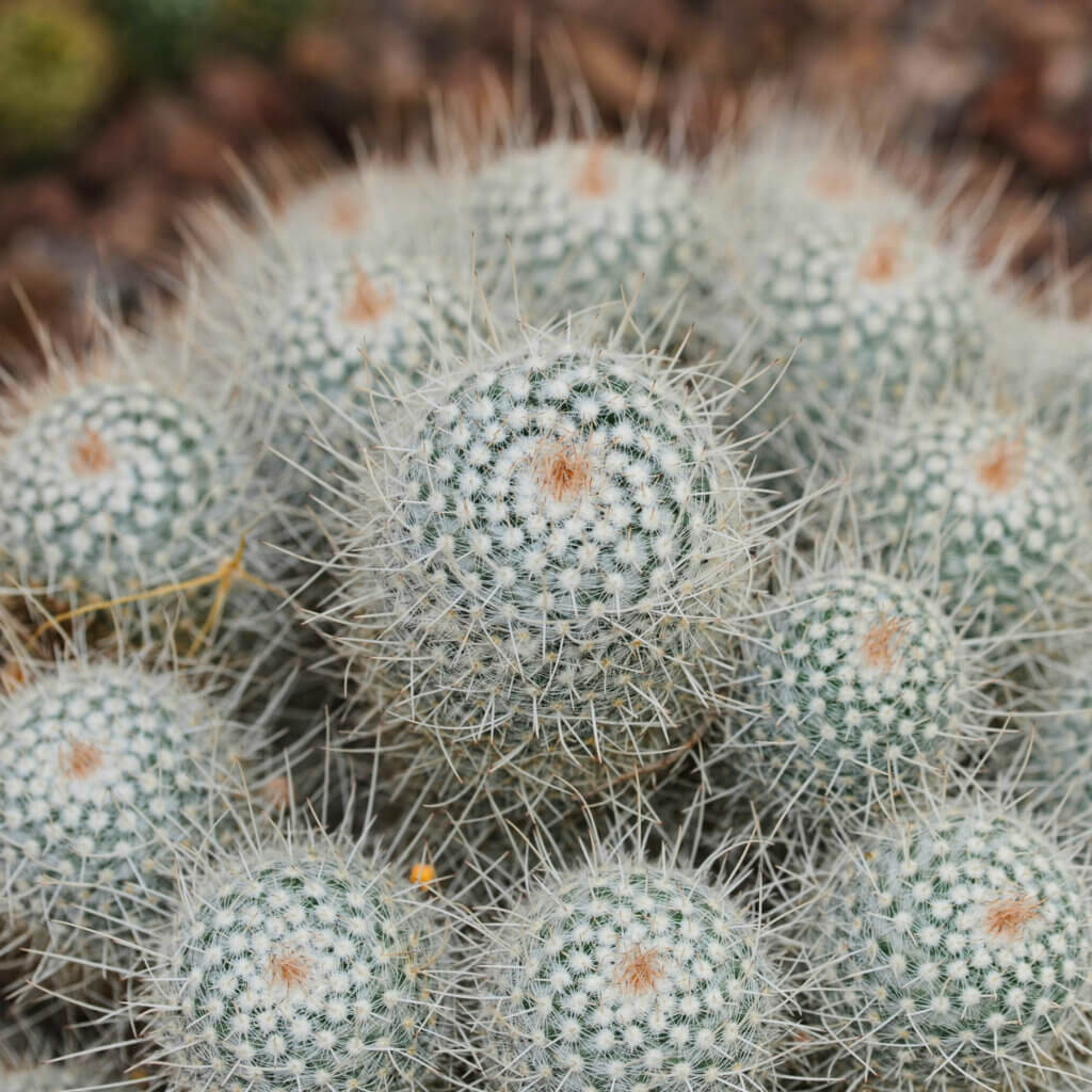 Close up on the small, silvery mound of a Thimble Cactus. They are an excellent dog safe houseplant as they are non toxic and covered in needles as a natural deterrent against chewing. 