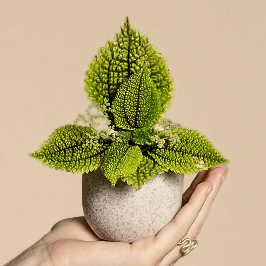 A Friendship plant being held up in a pot. 