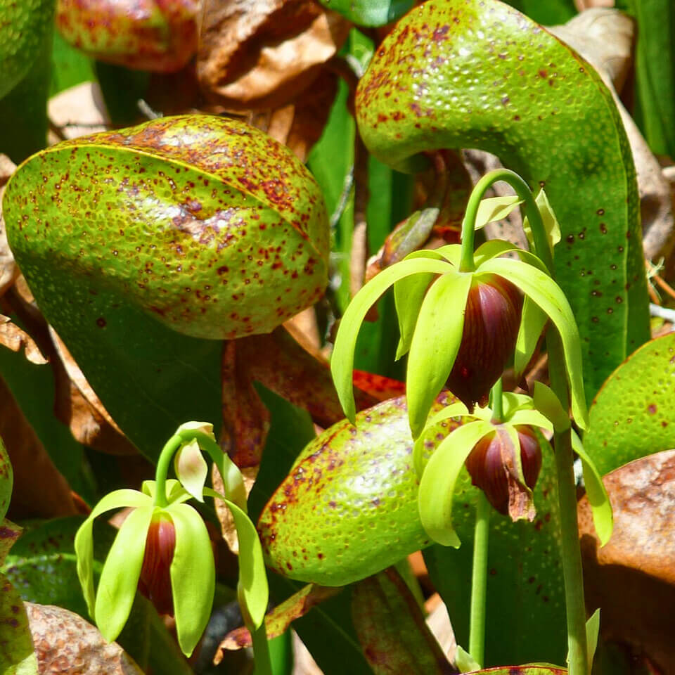 A close up on the California Pitcher Plant. The upright, curved pitchers resemble a Cobra about to strike. 