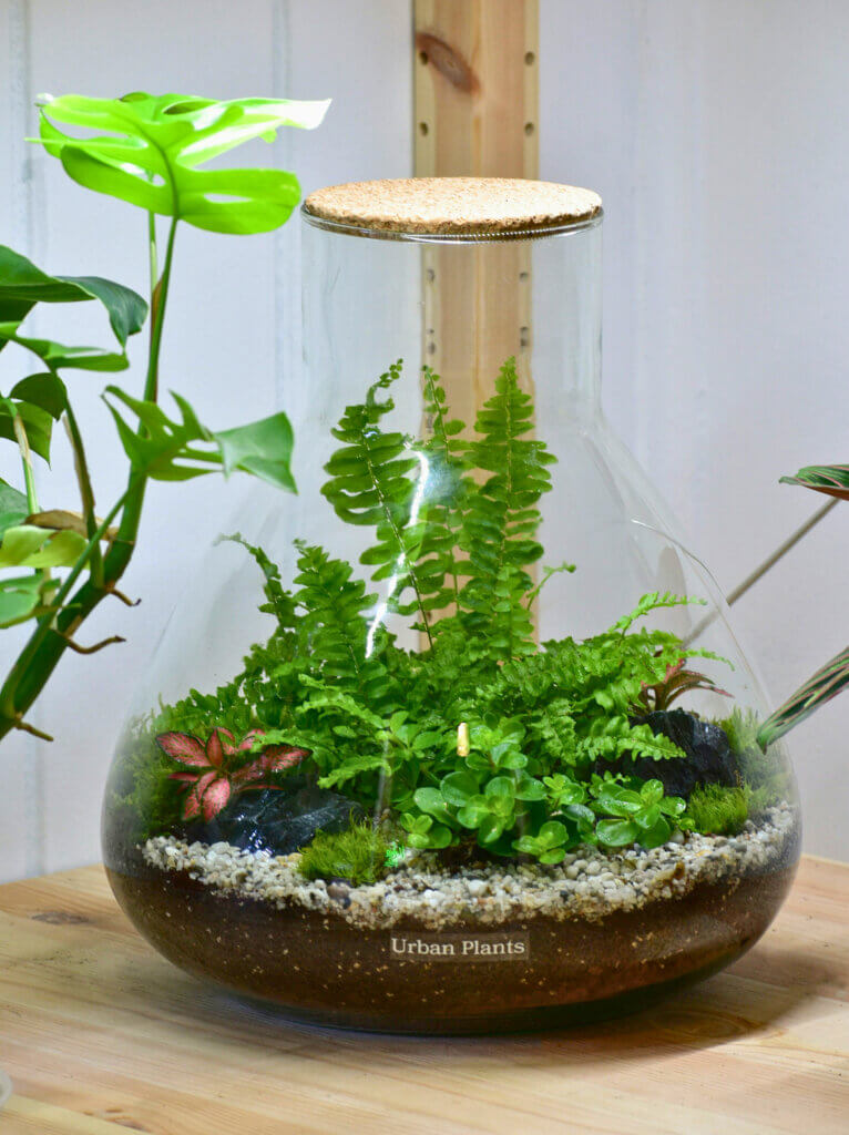 A lush green terrarium, showing a popular pet friendly way to style houseplants. 