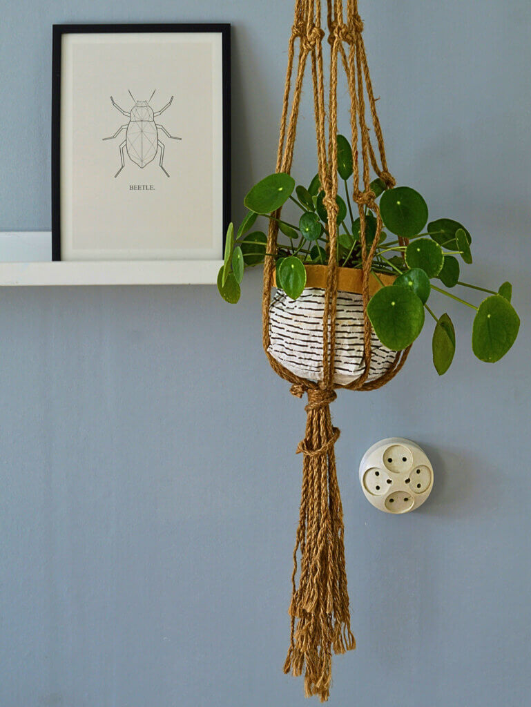 Pilea in a woven hanging basket