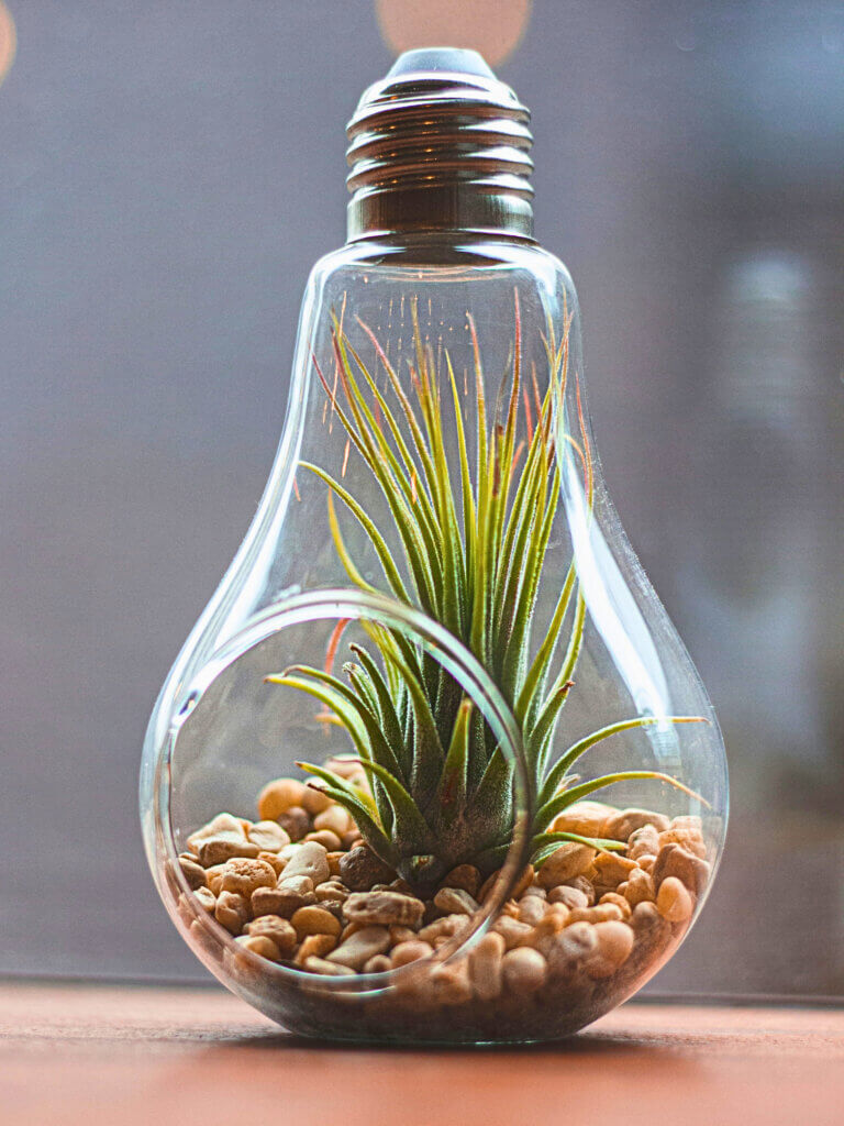 An air plant displayed in a lightbulb