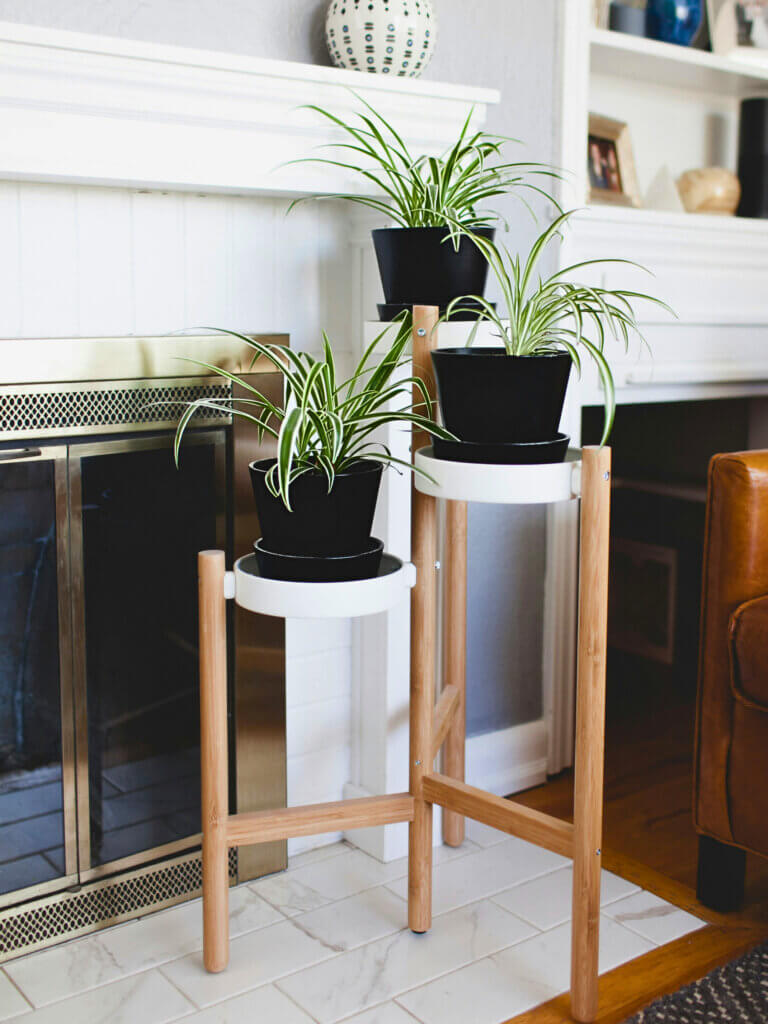 A trio of spider plants on raised plant stands