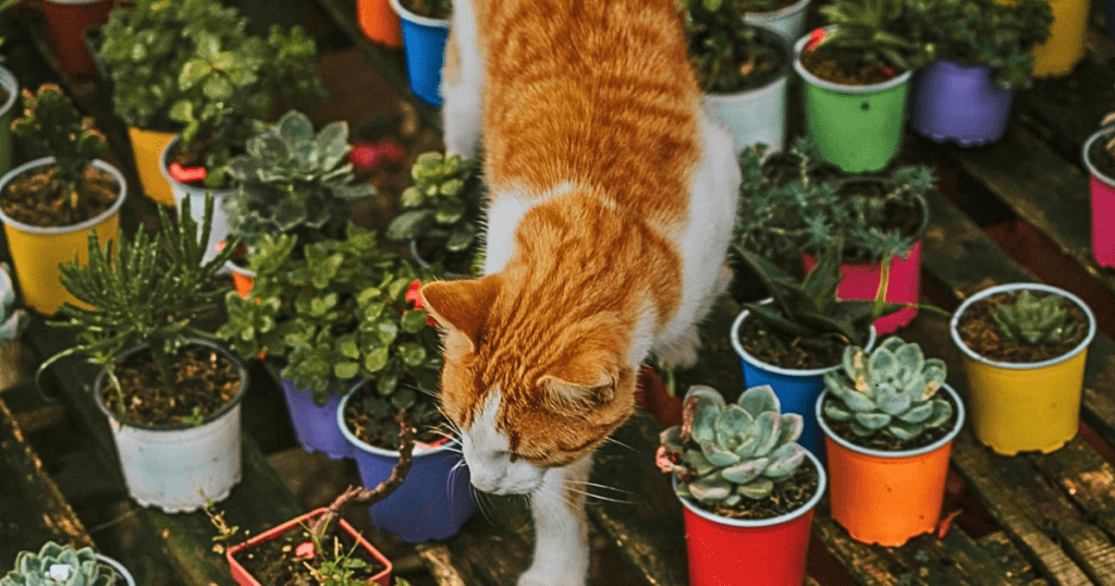 A tabby cat moving between potted plants on a s sunny day. This image introduces a section on choosing the right pet friendly houseplants. 
