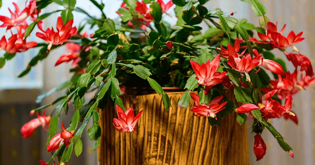Vibrant red Christmas Cactus in a decorative pot, introducing the detailed care guide for this houseplant.