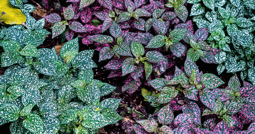 A close up on the highly variagted foliage of the Polka Dot plant, introducing a section on dog safe houseplants with statement foliage. 