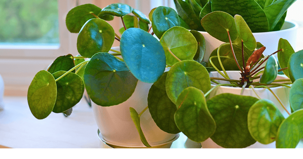 A close up of several Pilea in ceramic pots, introducing a section on familiar and easy to care for dog safe houseplants