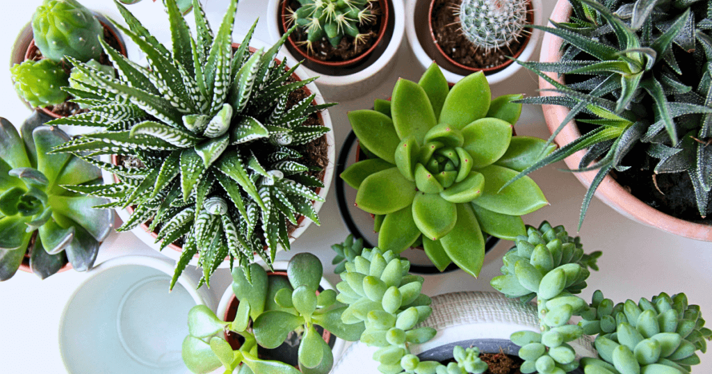 Close up on a collection of succulents and cacti, introducing a section on the value of these as dog safe houseplants. 