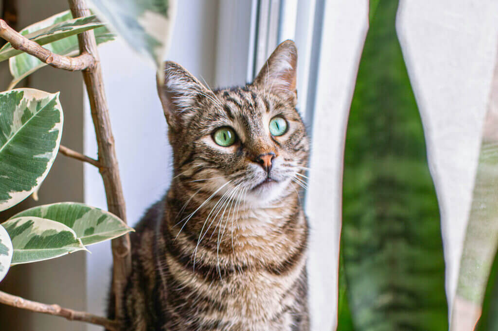 Cat with houseplants. Featured image for a post on choosing cat friendly houseplants. 