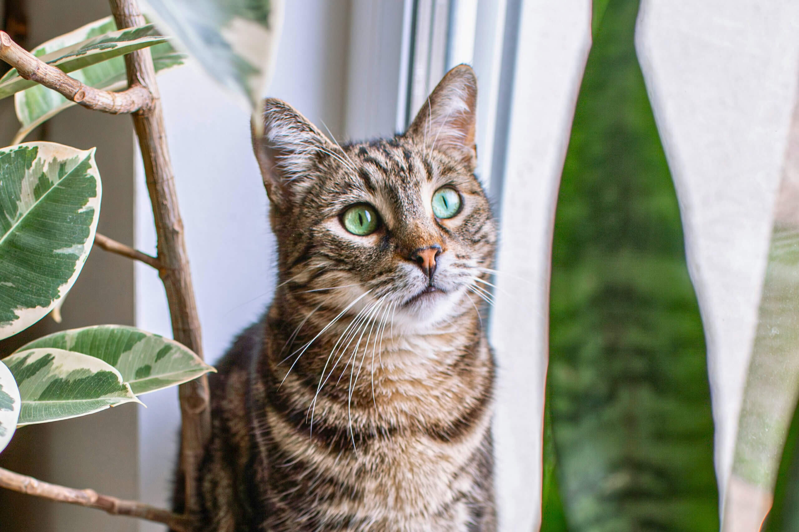 26 Cat Safe Houseplants for Every Room