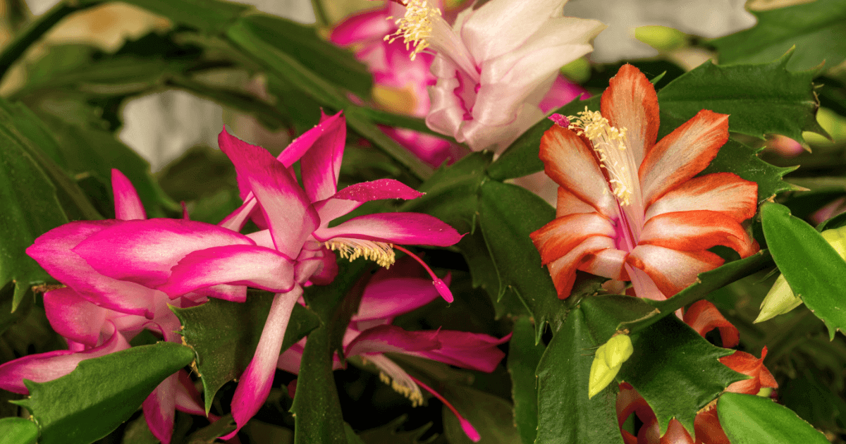 Christmas Cactus Care and Growing Guide