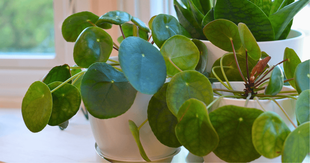 Two healthy looking Chinese Money Plants in pots, indicating the beginning of the Chinese Money Plants care guide.