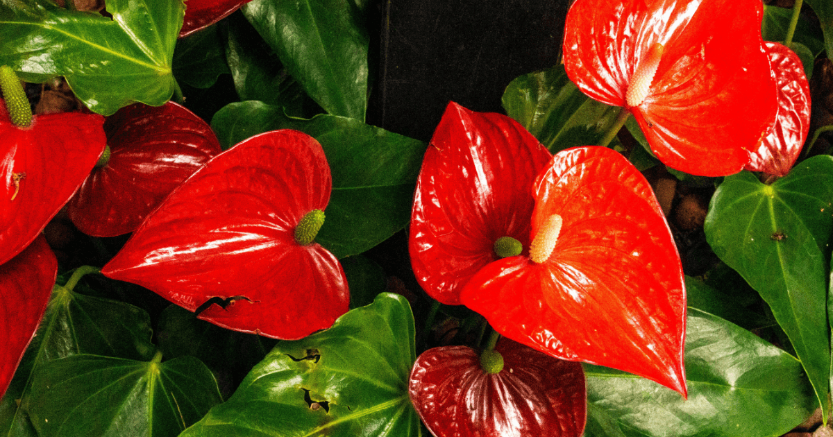 5 Romantic Houseplants for Valentine’s Day (that aren’t Roses)
