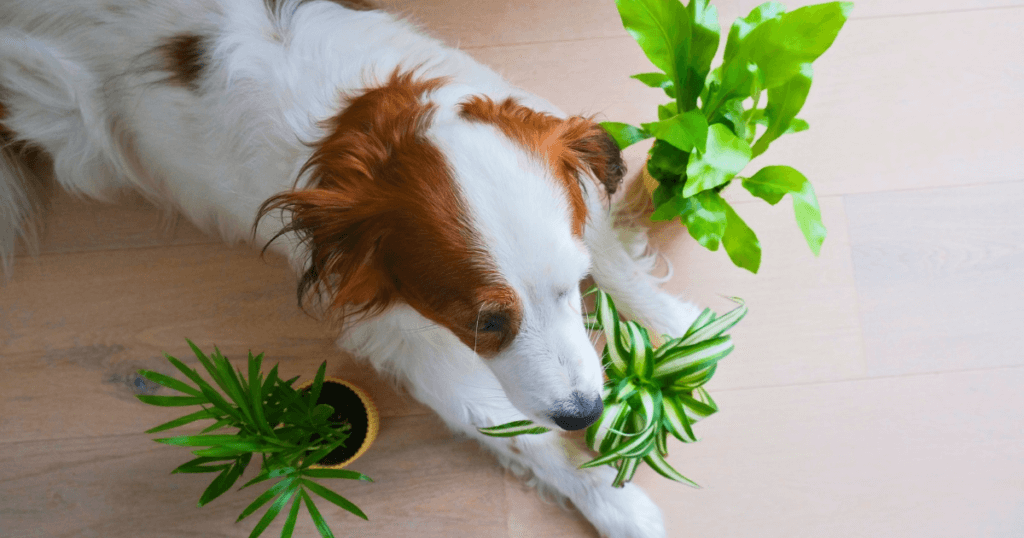 A dog with houseplants. Featured image for a post on choosing dog friendly houseplants. 