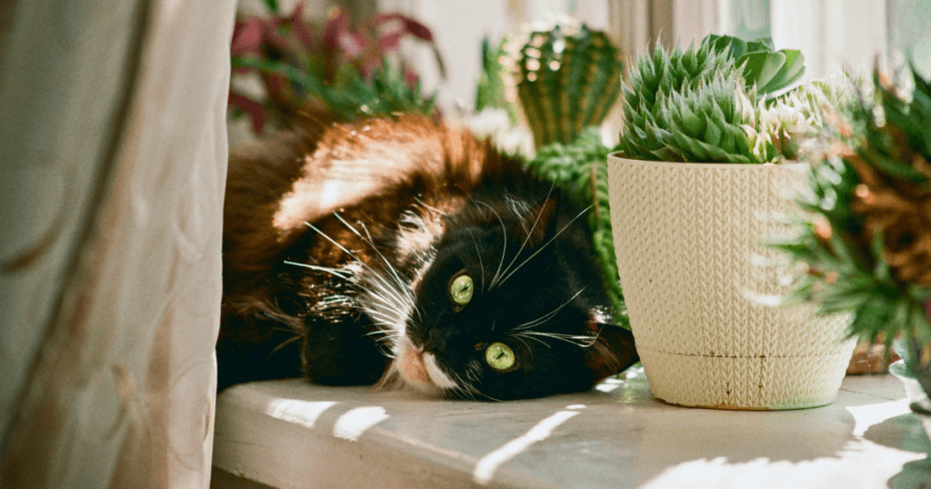 Image of a cat with houseplants, recommending an article about cat safe houseplants.