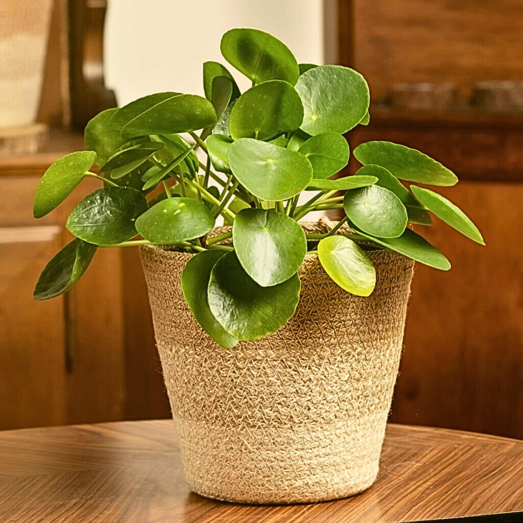 A Chinese Money Plant in a jute pot on a wooden table